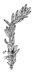 Fissidens waiensis, habit ♂ shoot. Drawn from holotype, A.E. Wright 19093, AK 201263.
 Image: R.C. Wagstaff © Landcare Research 2014 